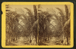 Young cocoanut [coconut] grove.