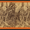 Banana trees.