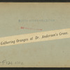 Gathering oranges at Dr. Anderson's grove.
