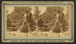 Gathering oranges at Dr. Anderson's grove.