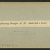 Gathering oranges at Dr. Anderson's grove.