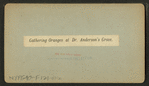Gathering oranges at Dr. Anderson's grove.