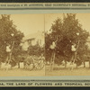 Gathering oranges at Dr. Anderson's grove.