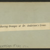 Gathering oranges at Dr. Anderson's grove.