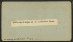 Gathering oranges at Dr. Anderson's grove.
