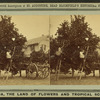 Gathering oranges at Dr. Anderson's grove.