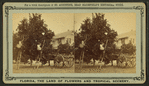 Gathering oranges at Dr. Anderson's grove.