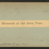 Blossom of the date tree.