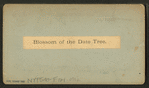 Blossom of the date tree.