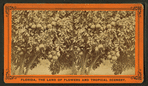 Orange tree, loaded with fruit, flowers, and buds.