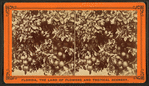 Orange tree, loaded with fruit, flowers, and buds.