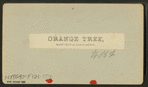 Orange tree, loaded with fruit, flowers, and buds.