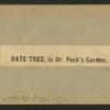 Date tree, in Dr. Peck's garden.