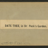 Date tree, in Dr. Peck's garden.