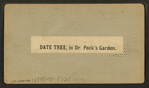 Date tree, in Dr. Peck's garden.