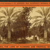 Date tree, in Dr. Peck's garden.