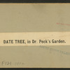 Date tree, in Dr. Peck's garden.