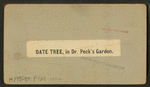 Date tree, in Dr. Peck's garden.