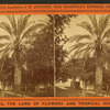 Date tree, in Dr. Peck's garden.