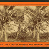Cocoanut [Coconut] trees showing fruit.