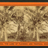 Coconut trees.