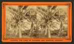 Coconut trees.