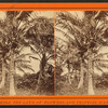 Coconut trees with fruit.