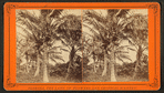 Coconut trees with fruit.