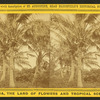 Cocoanut [Coconut] trees showing fruit.