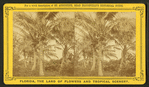 Cocoanut [Coconut] trees showing fruit.