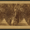 Cocunut Ave. [View of coconut tree-lined route.]