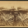 The pine apple of Florida.