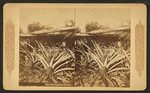The pine apple of Florida.