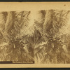 The cocoanut [coconut] palm, Florida.