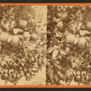 Orange tree with fruit.