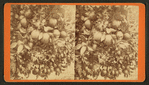 Orange tree with fruit.
