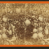 Citrus. [Orange tree with fruit.]