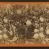 Citron. [Orange tree with fruit.]