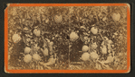 Citron. [Orange tree with fruit.]