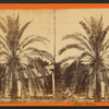 Date palm.