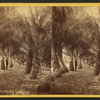 In McCormick's coco grove.