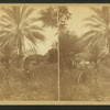 Date palm.