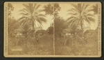 Date palm.