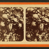 Oranges) Florida.