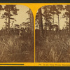 In the Piney Woods, Enterprise, Florida.