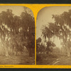 Group of live oaks, Enterprise, Florida.
