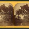 Group of live oaks, Enterprise, Florida.