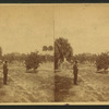 Dr. Bary's residence and orange grove, Enterprise, Florida.
