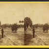 Dr. Bary's residence and grove, Enterprise, Florida.