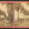 Palmetto Avenue, Fort George, Fla. [No. 13].